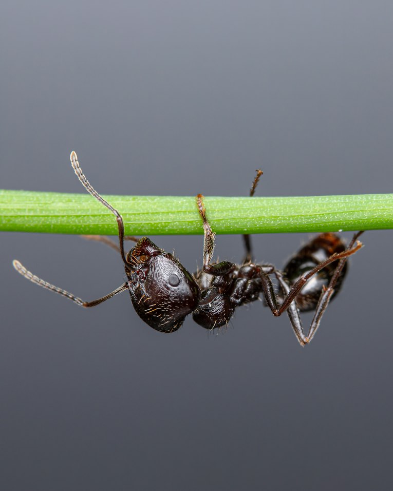 Formiga em detalhe
