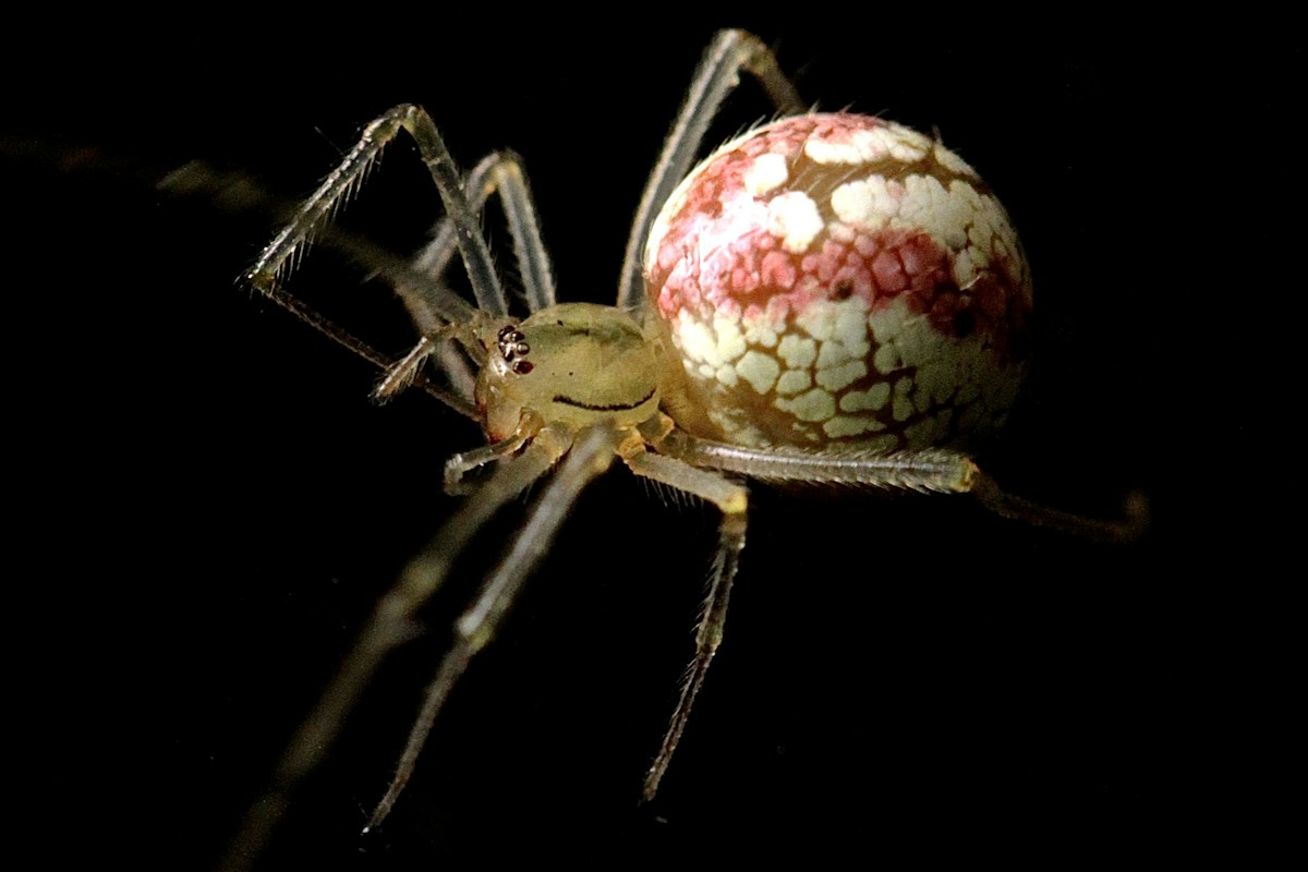 Aranha em detalhe, representando a diversidade de Arthropoda