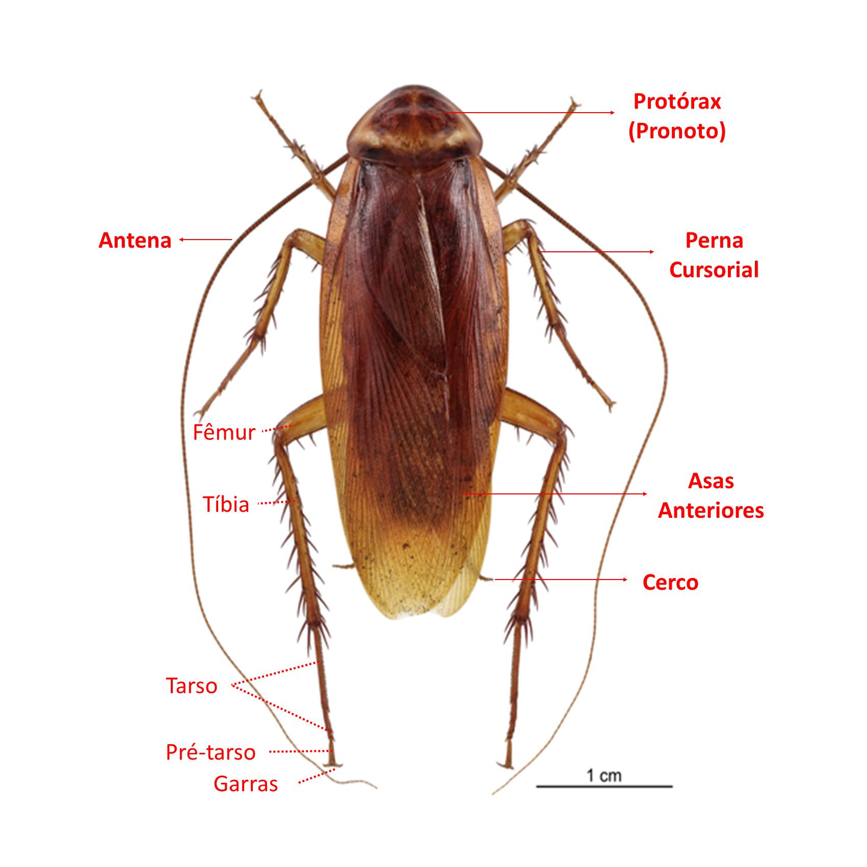 Barata