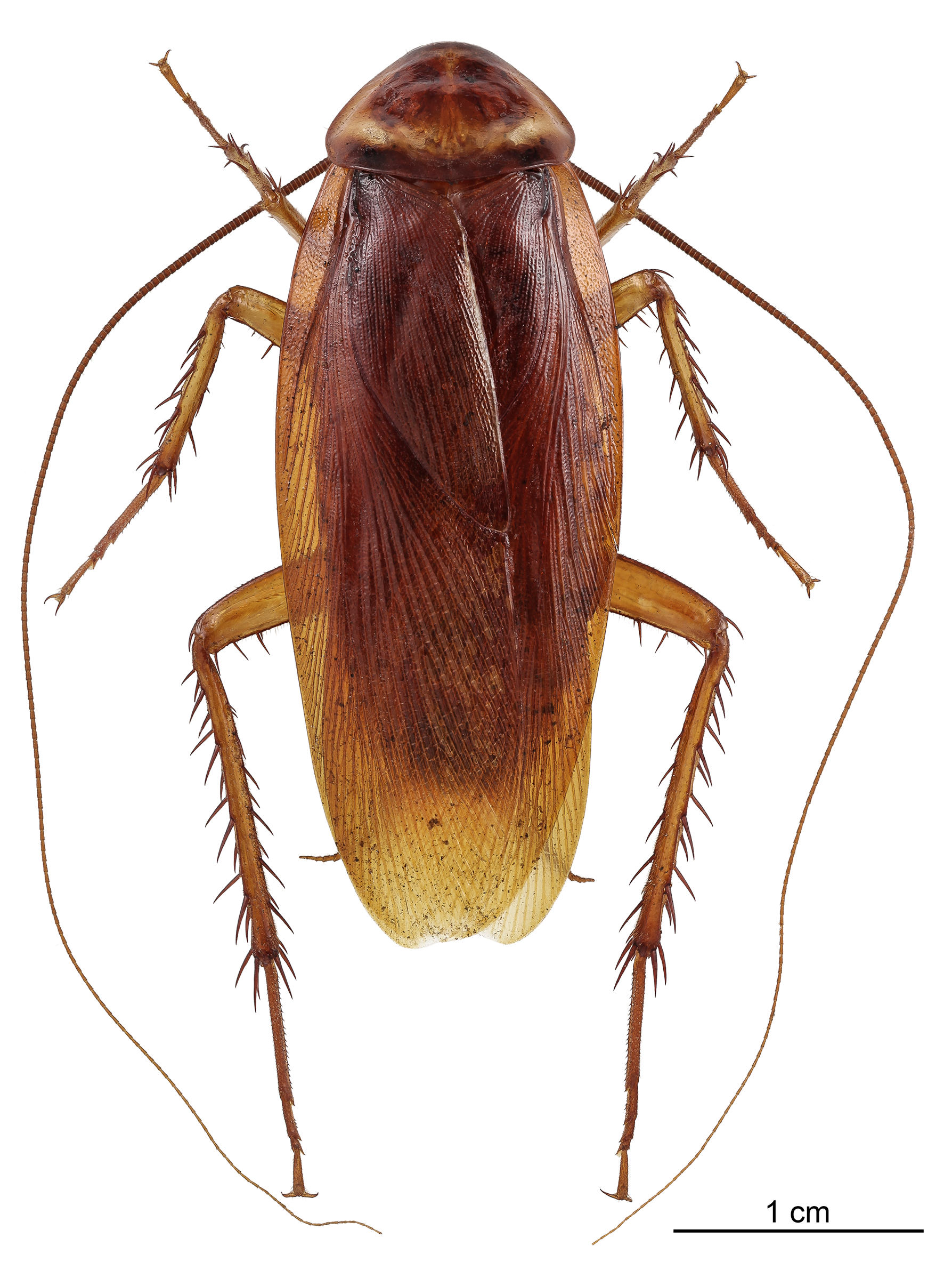 Barata