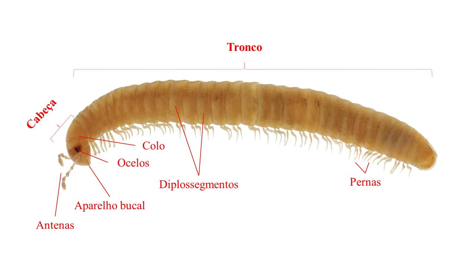 Piolho-de-cobra ou Embuá