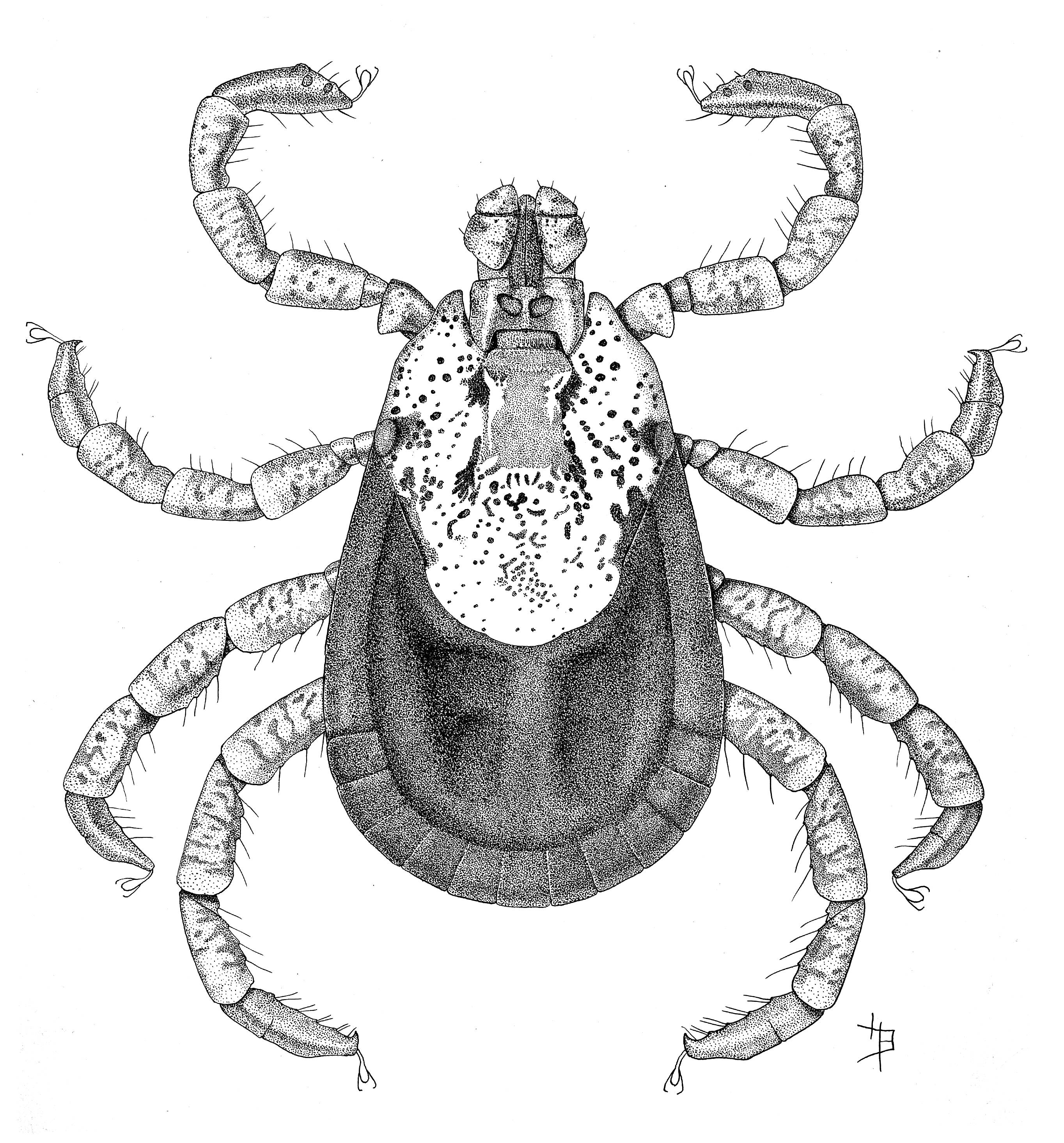 Carrapato