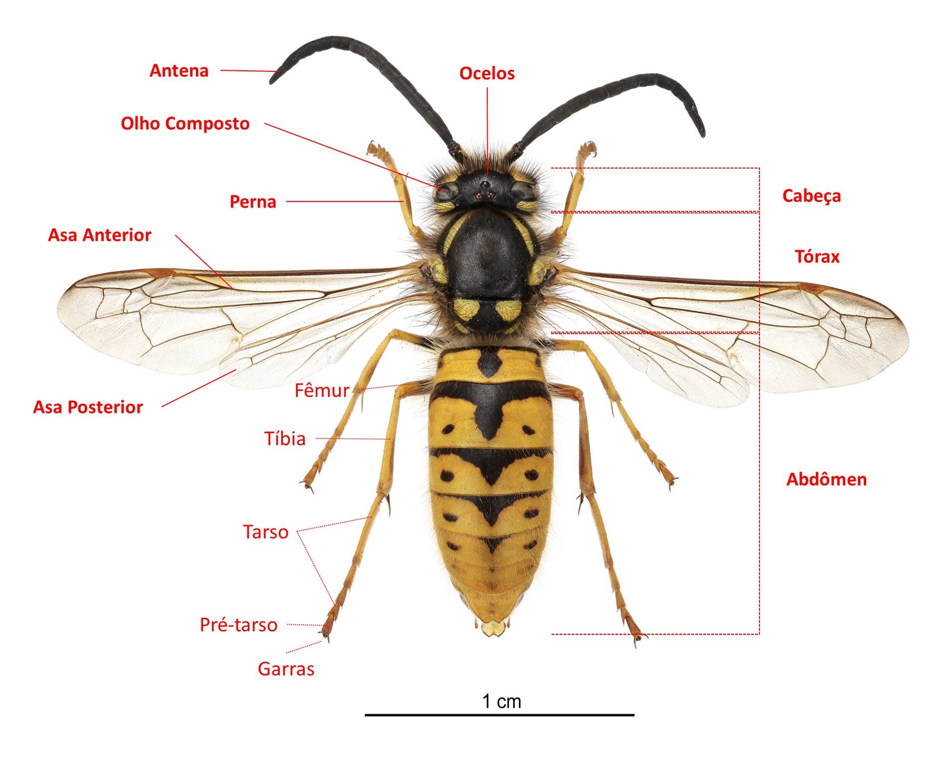 Vespa germânica
