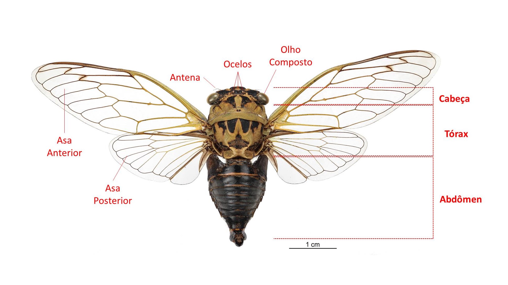 Cigarra