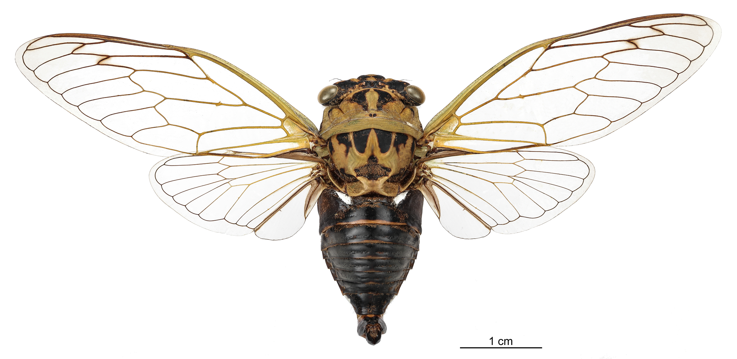 Cigarra