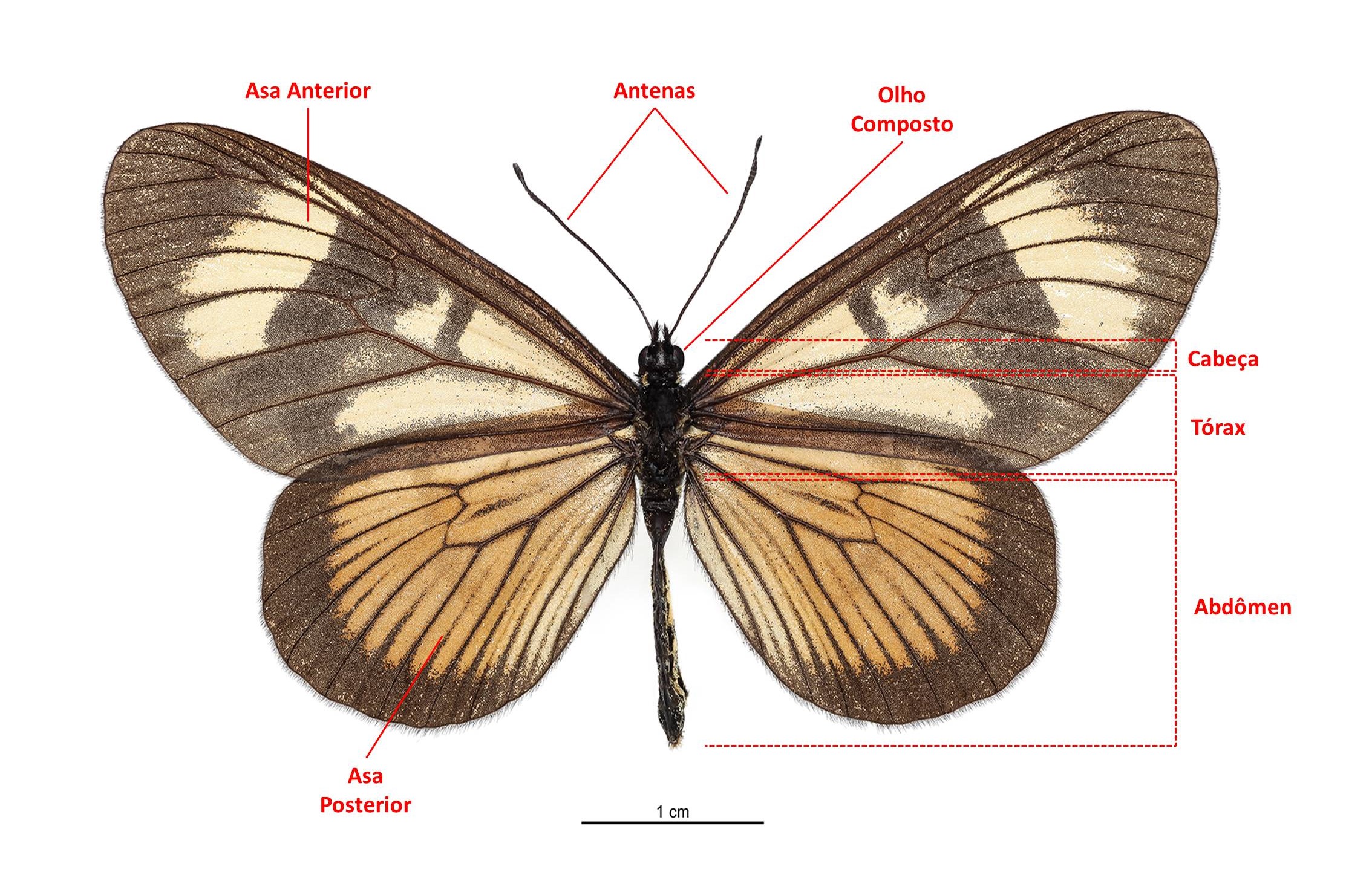 Borboleta