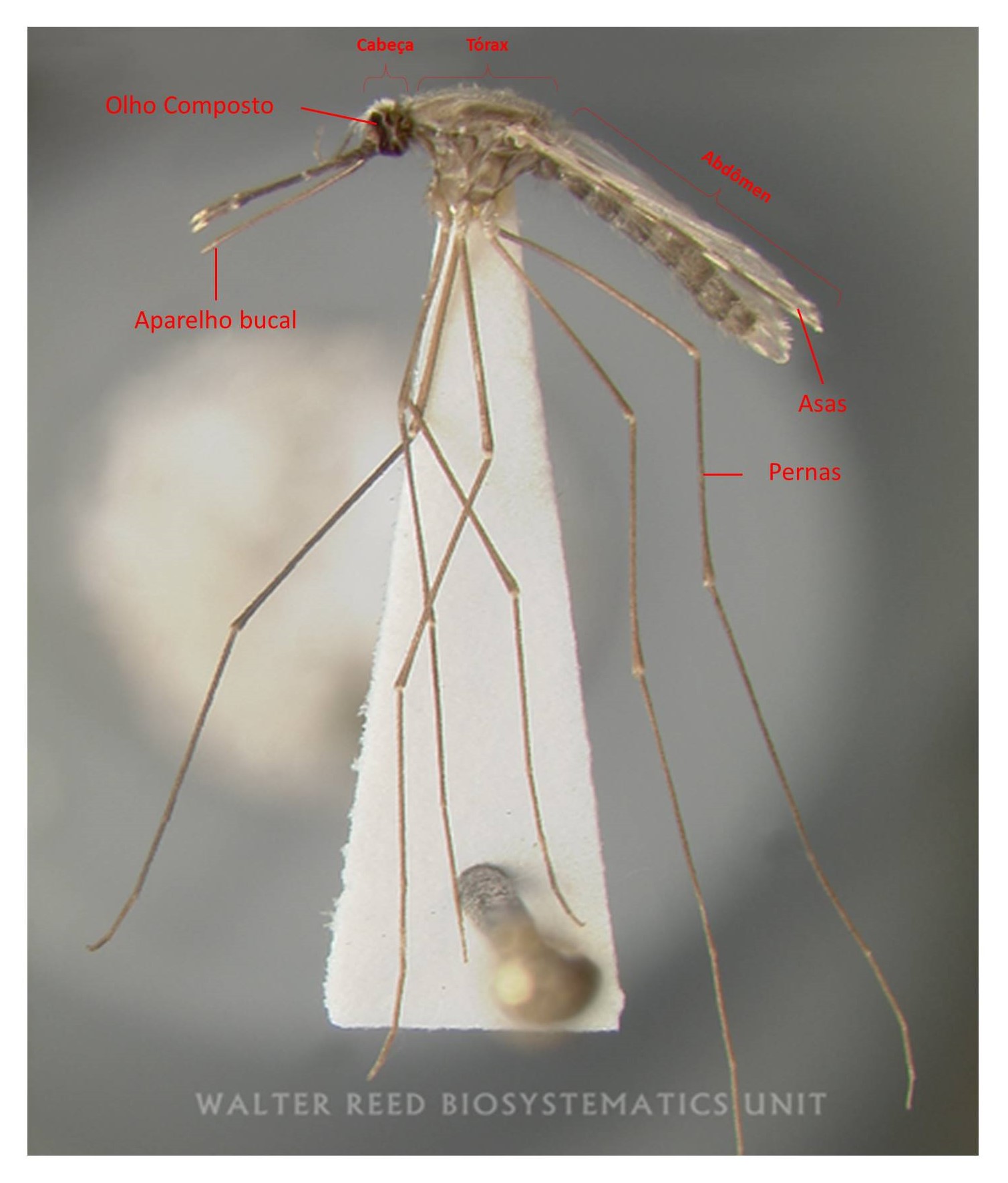 Mosquito
