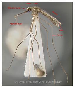 Mosquito
