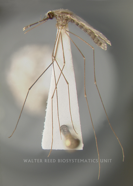 Mosquito