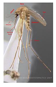 Mosquito