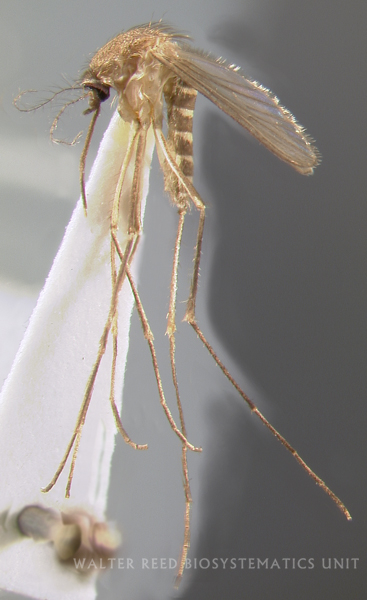 Mosquito