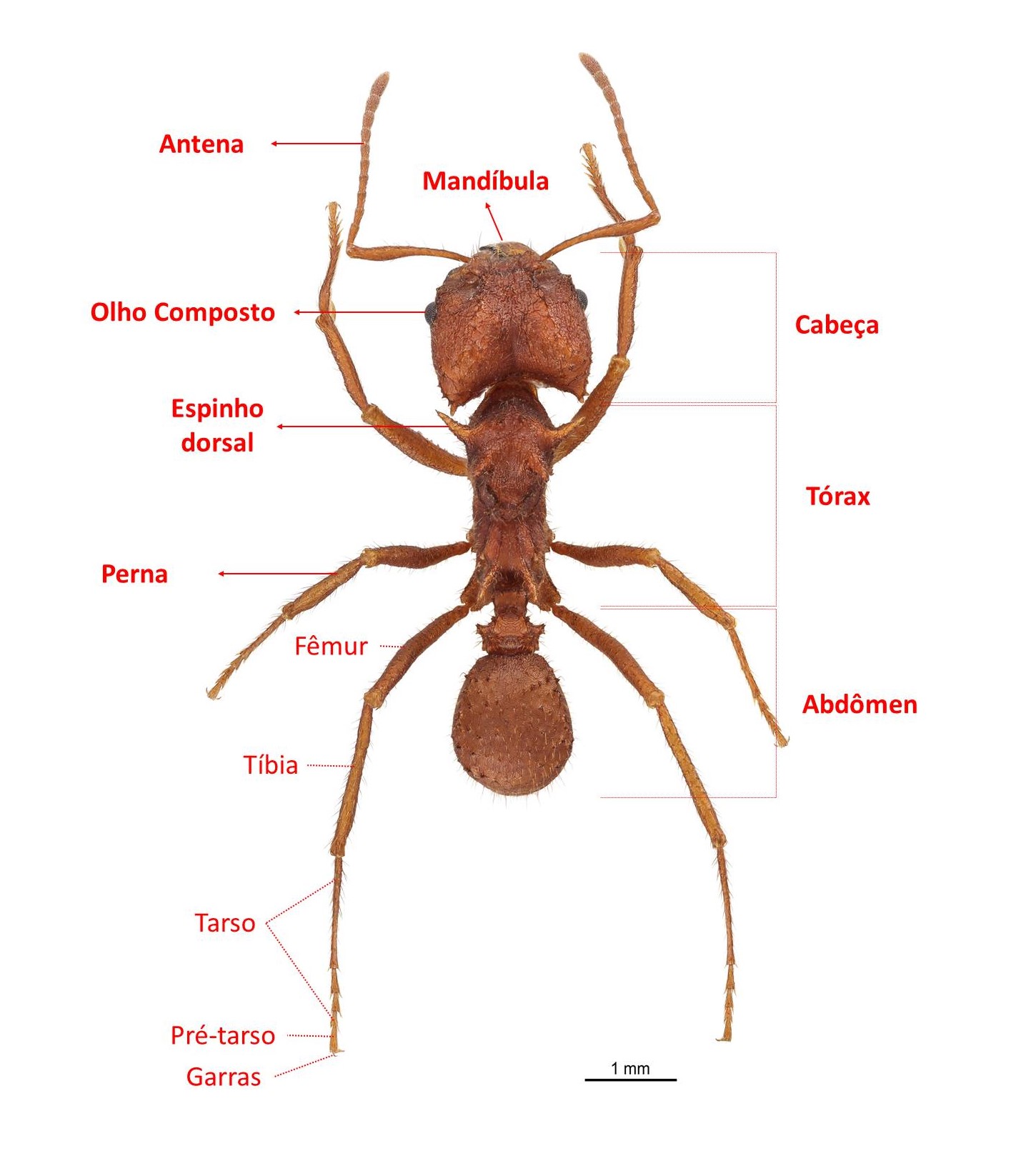 Quenquém ou Formiga cortadeira do deserto