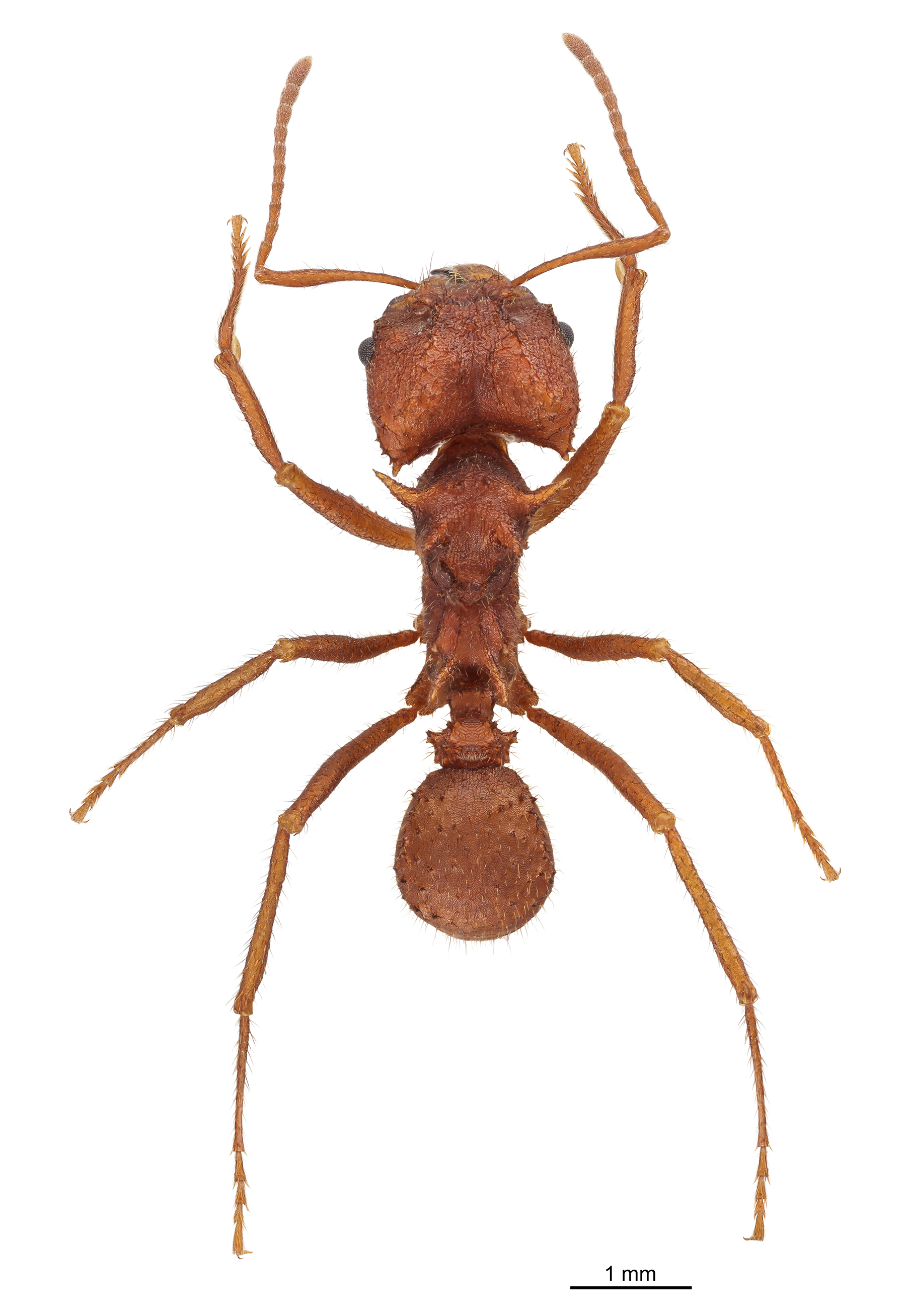 Quenquém ou Formiga cortadeira do deserto
