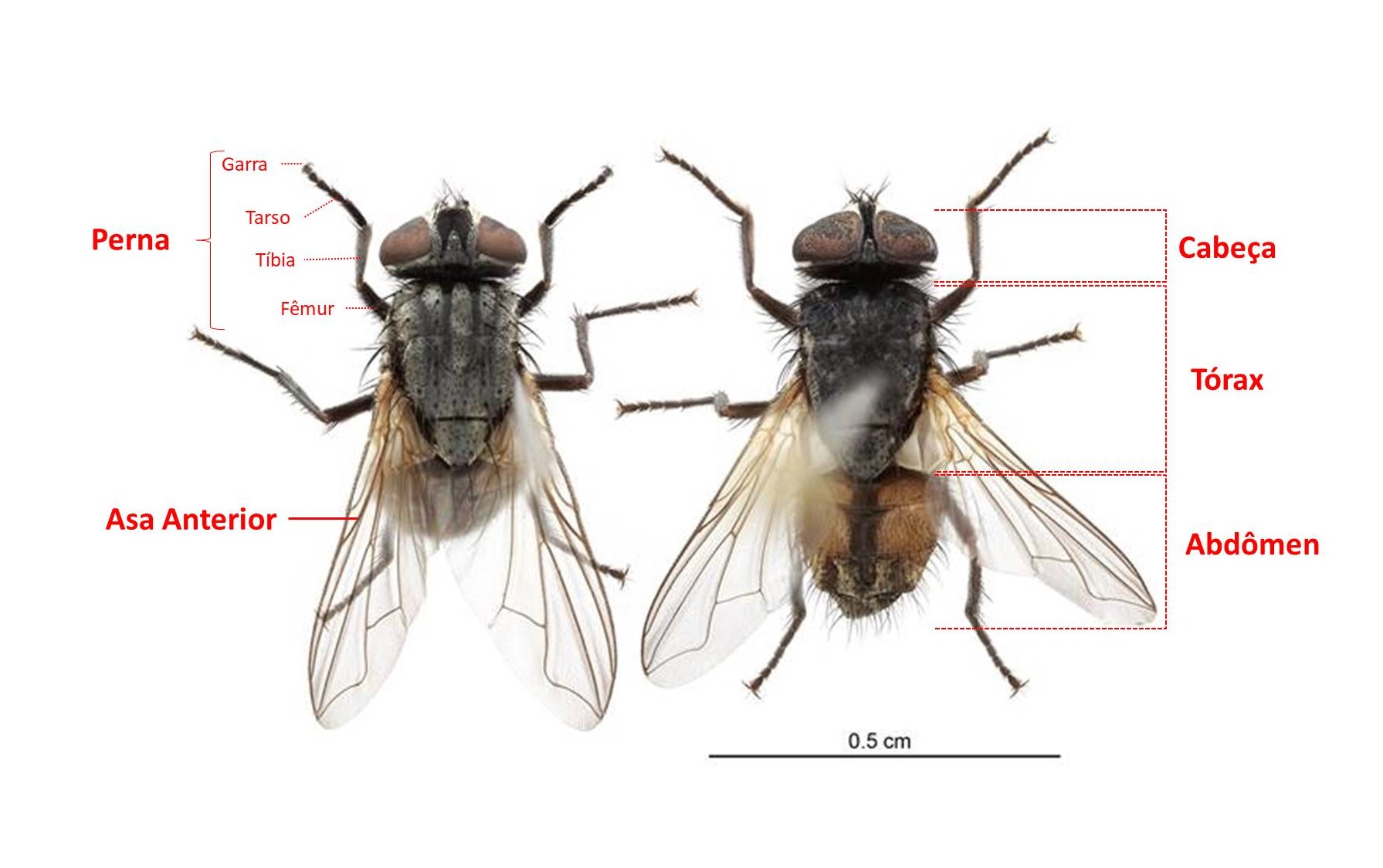 Mosca doméstica