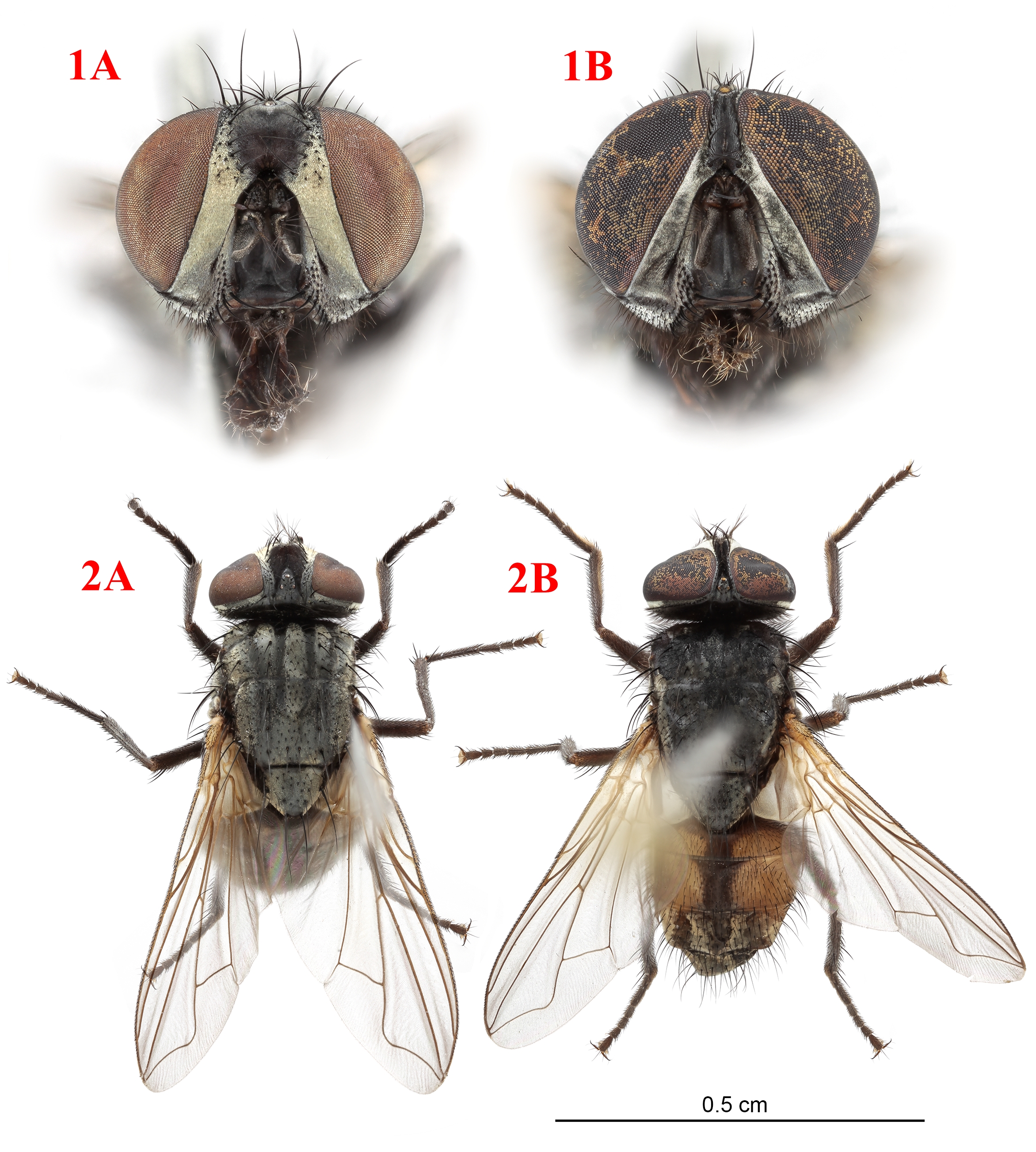 Mosca doméstica