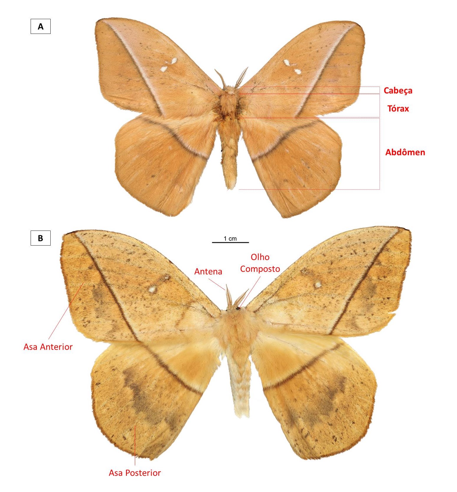 Mariposa