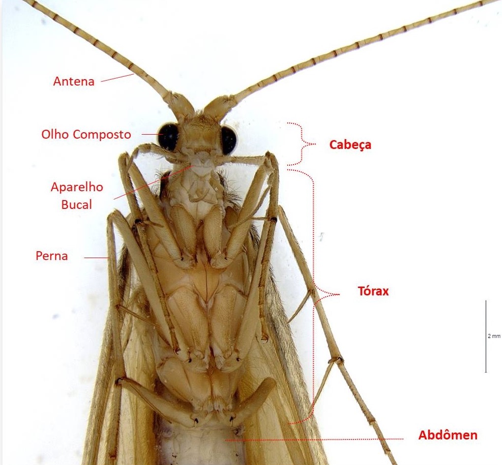 Tricóptero